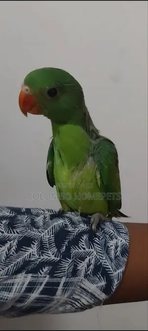 Layard Parrot