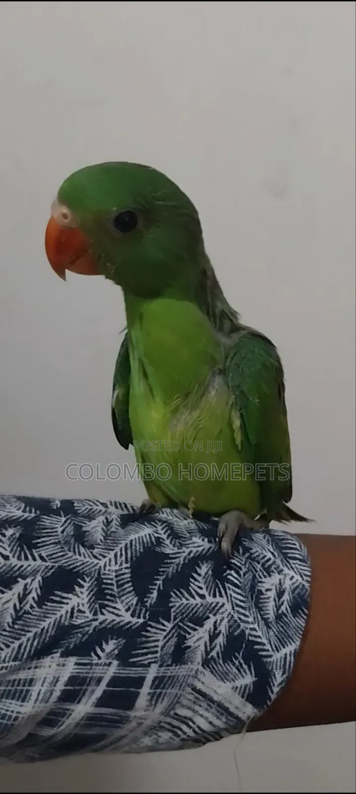 Layard Parrot