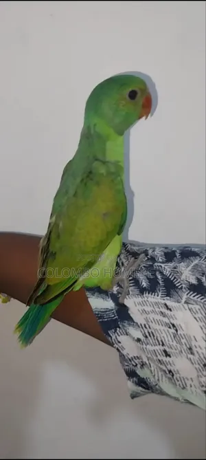 Layard Parrot