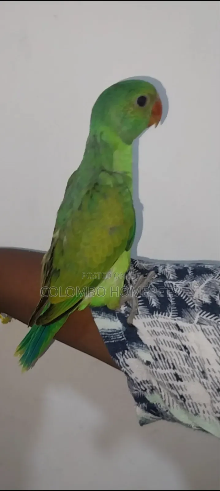 Layard Parrot