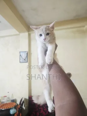 1-3 months Female Mixed Breed Cat