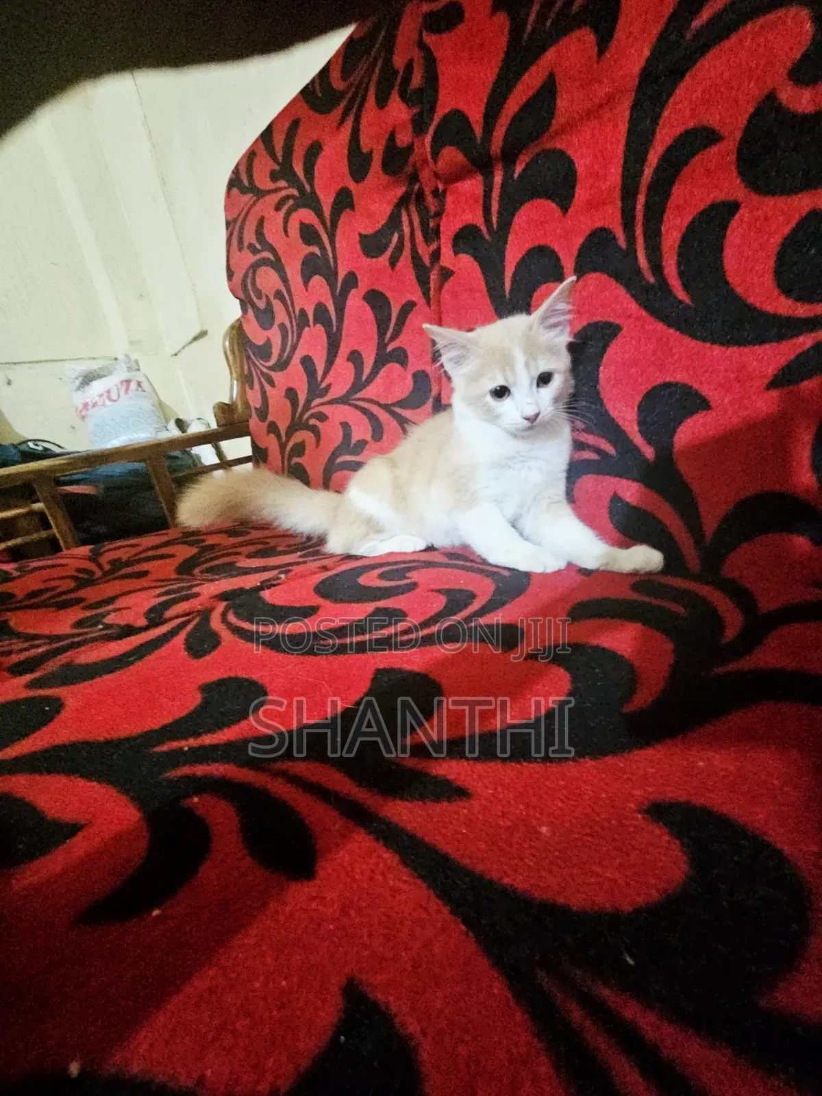 1-3 months Female Mixed Breed Cat