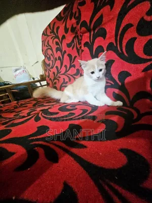 1-3 months Female Mixed Breed Cat