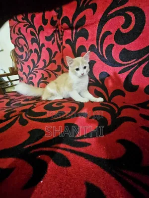 1-3 months Female Mixed Breed Cat