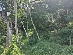 Rubber Land with House for Sale Nelumdeniya
