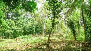 Land Sale Near to Polonnaruwa Town