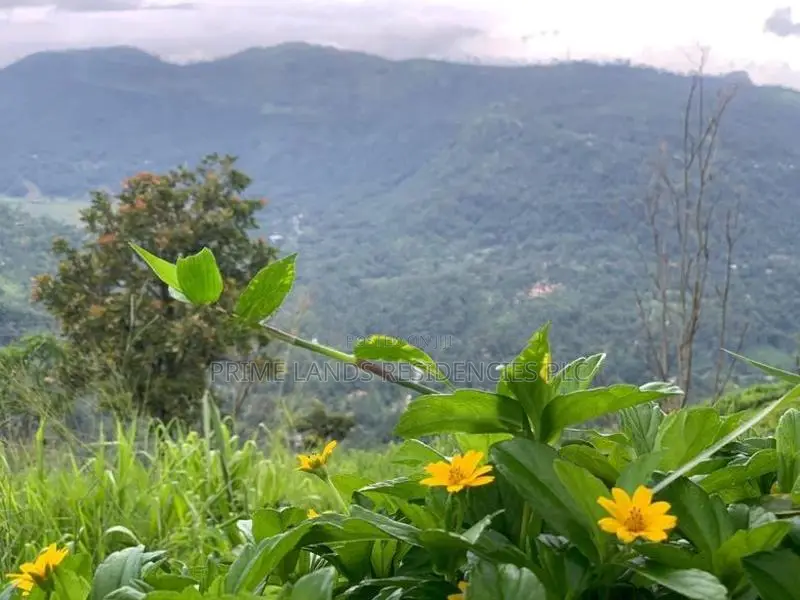 Lands for Sale in Pundaluoya