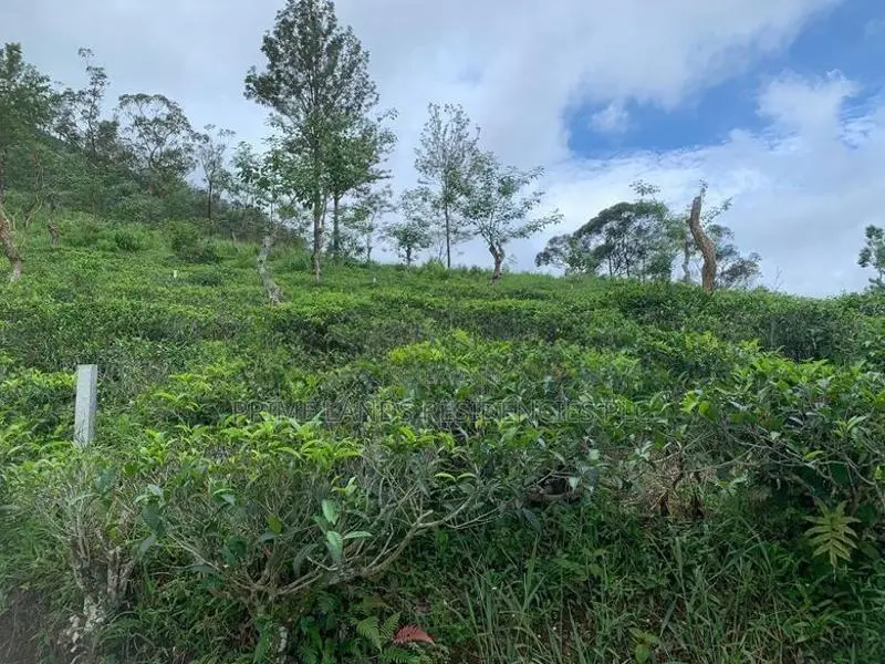 Lands for Sale in Pundaluoya