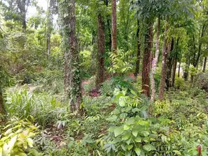 Land Sale in Nelumdeniya