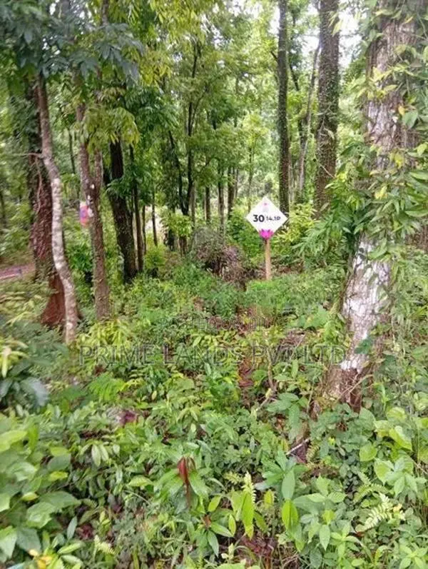 Beautiful Land in Nelumdeniya