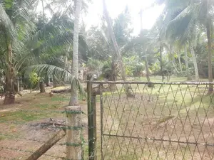 Bare Land for Sale in Kochchikade