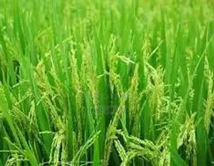 paddy land for sale in karaveddy