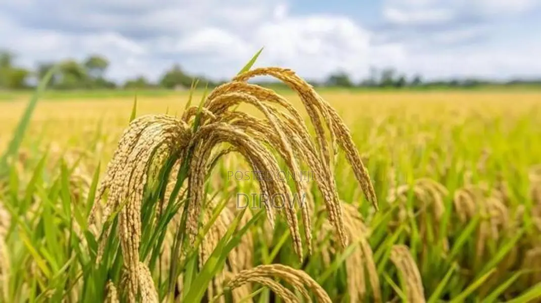 paddy land for sale in karaveddy
