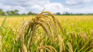 paddy land for sale in karaveddy