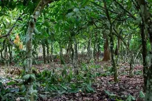 Land for Sale - Badalkumbura