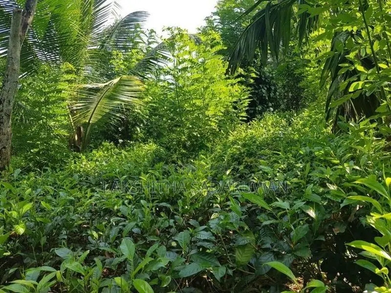 අකුරැස්ස මාරඹ ප්‍රදේශයේ විලා නිවසක් සමඟ ආදායම් ලබන තේ ඉඩමක් විකිණීමට