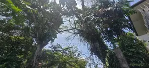 49.3P Land |Lush Green Surroundings|Near Monarch Imperial, Kotte|SL148