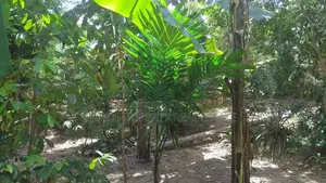 Land for Sale in Ganemulla