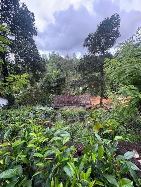 තේ ඉඩමක් සමග නිවසක් Pitigala