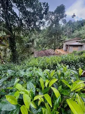 තේ ඉඩමක් සමග නිවසක් Pitigala