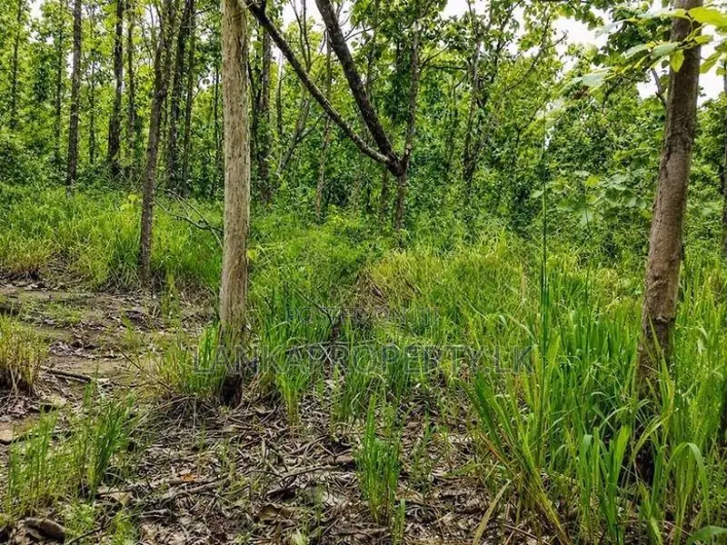 One Acre Mature Teak Land for Sale in Dambulla.
