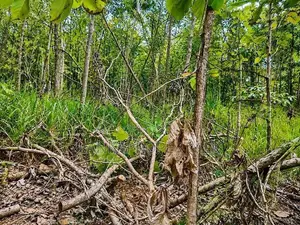 One Acre Mature Teak Land for Sale in Dambulla.