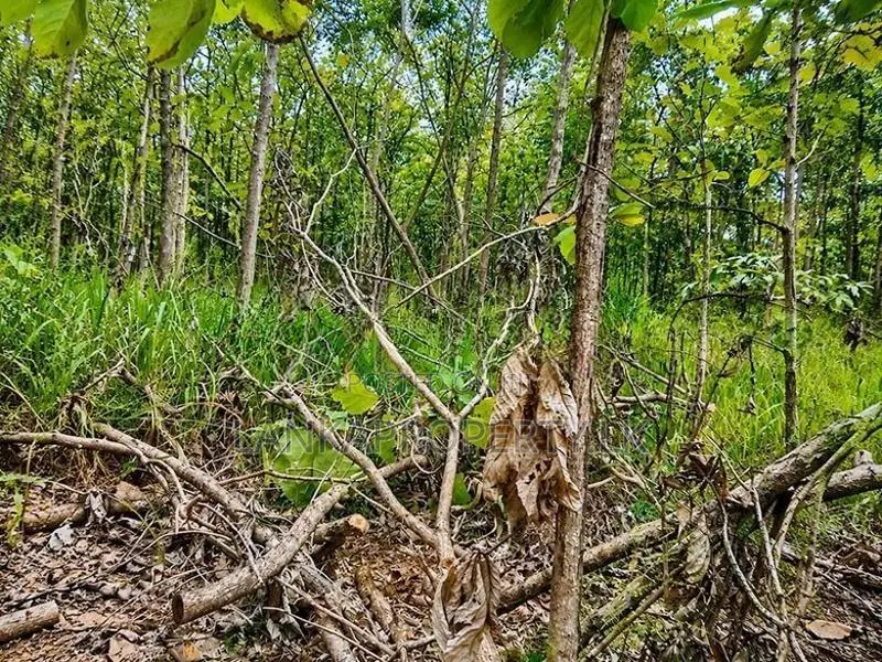 One Acre Mature Teak Land for Sale in Dambulla.