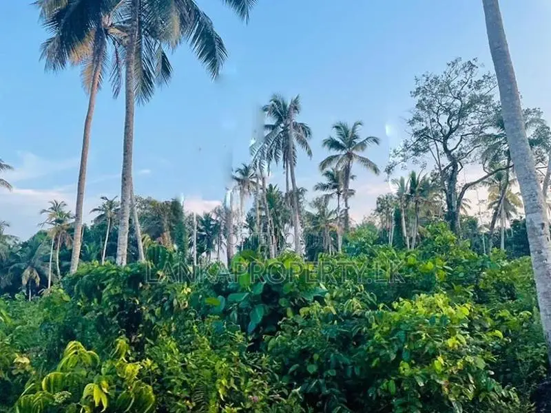 Valuable Commercial cum Residential Lands for Sale – Bentota.