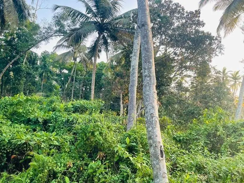 Valuable Commercial cum Residential Lands for Sale – Bentota.