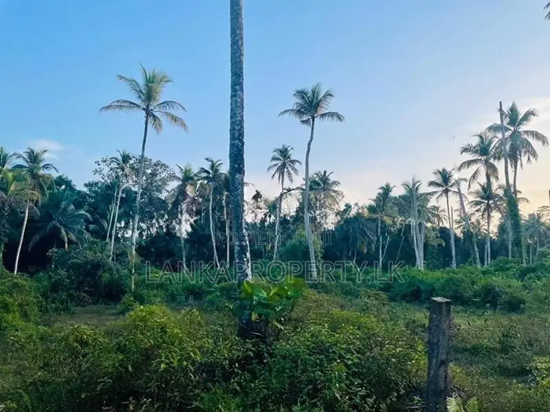 Valuable Commercial cum Residential Lands for Sale – Bentota.