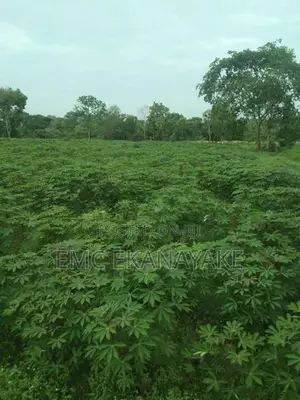 Land for Sale Nithalawa , Galgomuwa