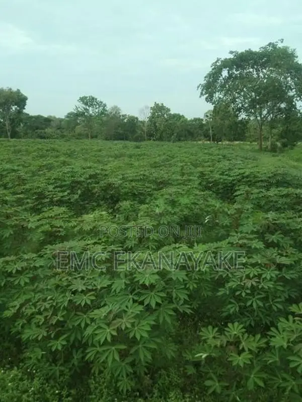 Land for Sale Nithalawa , Galgomuwa