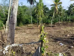 Main Road Facing Commercial Land for Sale – Padukka