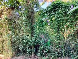 Land for Sale – Thalawatugoda