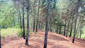 Land for Sale in Ella