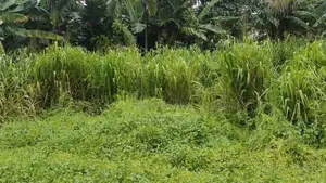 Land for Sale in Pannipitiya