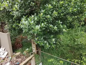 14-Perch Land for Sale – Pannipitiya ( Property Id - L2598)