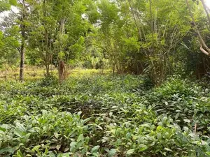 රුවන්වැල්ල නගරයට ළඟින්ම පර්චස් 60 ක තේ ඉඩම / SA 14811