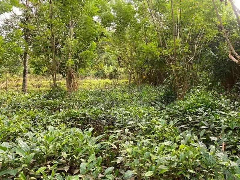 රුවන්වැල්ල නගරයට ළඟින්ම පර්චස් 60 ක තේ ඉඩම / SA 14811