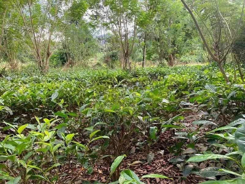 රුවන්වැල්ල නගරයට ළඟින්ම පර්චස් 60 ක තේ ඉඩම / SA 14811