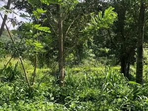 රුවන්වැල්ල නගරයට ළඟින්ම පර්චස් 60 ක තේ ඉඩම / SA 14811