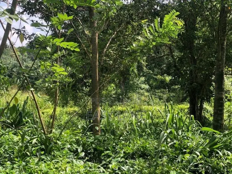 රුවන්වැල්ල නගරයට ළඟින්ම පර්චස් 60 ක තේ ඉඩම / SA 14811