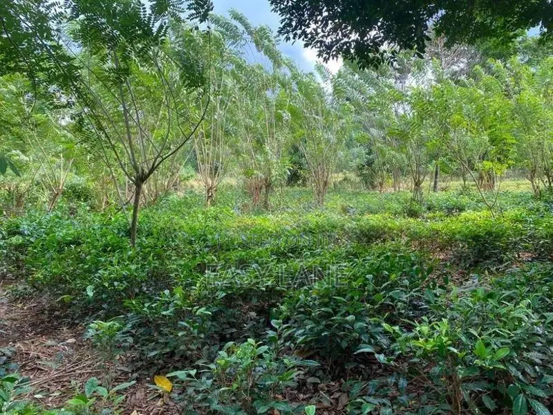 රුවන්වැල්ල නගරයට ළඟින්ම පර්චස් 60 ක තේ ඉඩම / SA 14811