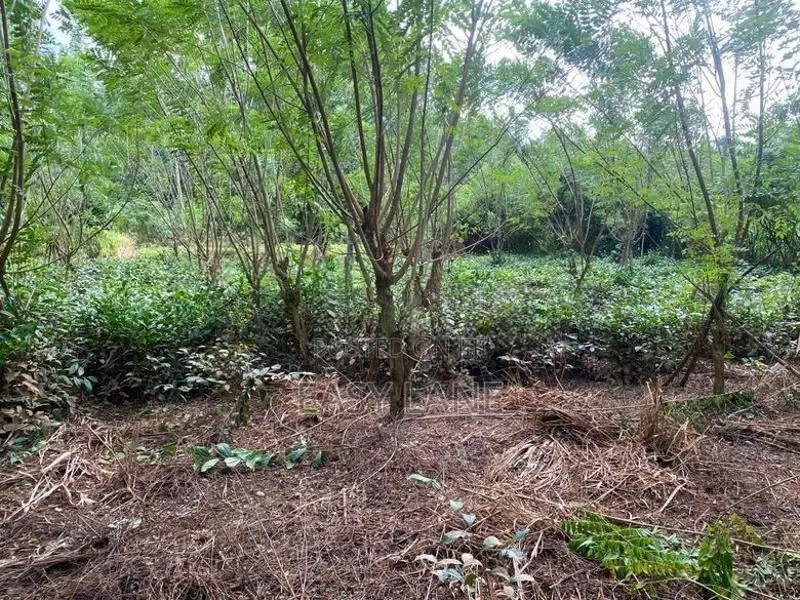රුවන්වැල්ල නගරයට ළඟින්ම පර්චස් 60 ක තේ ඉඩම / SA 14811