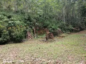 Kithulgala– Prime 21-Acre Land for Sale