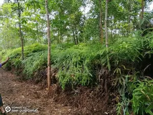 Kithulgala– Prime 21-Acre Land for Sale