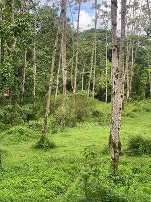 මීගොඩ පිහිටි පර්. 60 ක කුඩා රබර් ඉඩම විකිණීමට