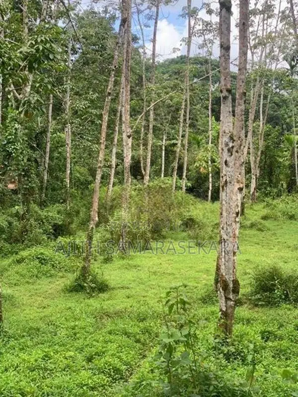 මීගොඩ පිහිටි පර්. 60 ක කුඩා රබර් ඉඩම විකිණීමට