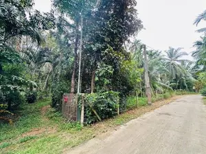 Coconut Land for Sale in Udugampola Gampaha District
