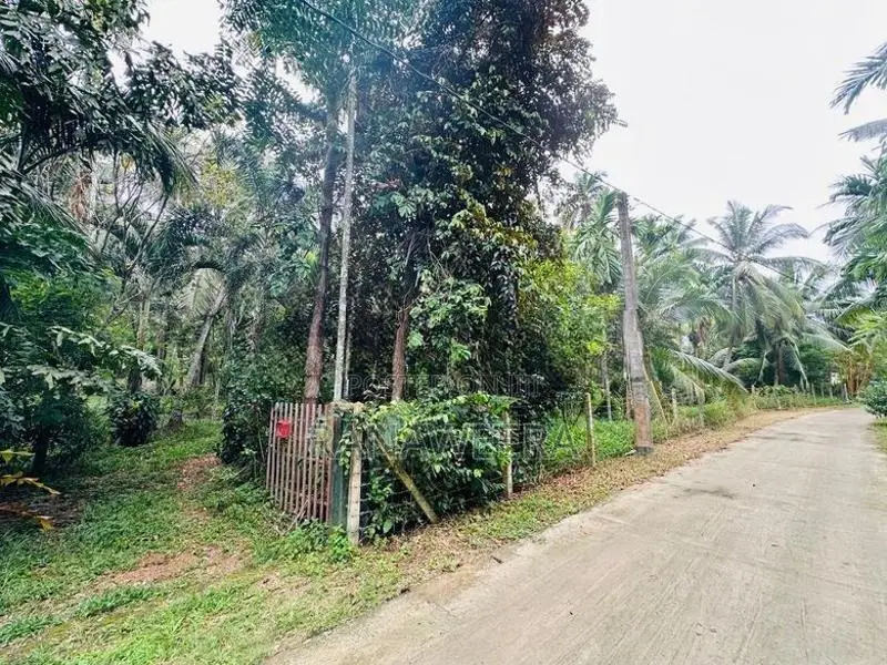 Coconut Land for Sale in Udugampola Gampaha District